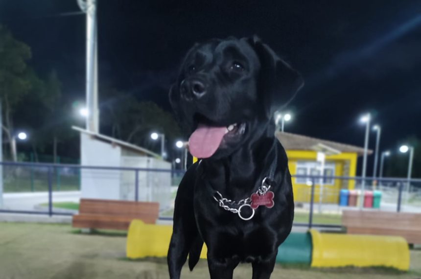 Filhote em socialização Labrador jovem preto, fêmea cão guia em treinamento